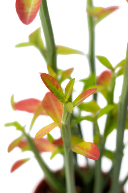 Euphorbia pteroneura