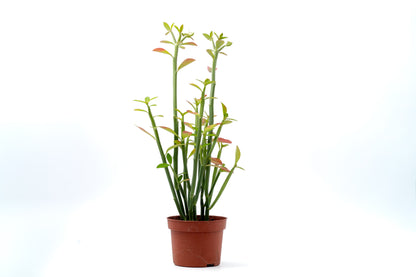 Euphorbia pteroneura
