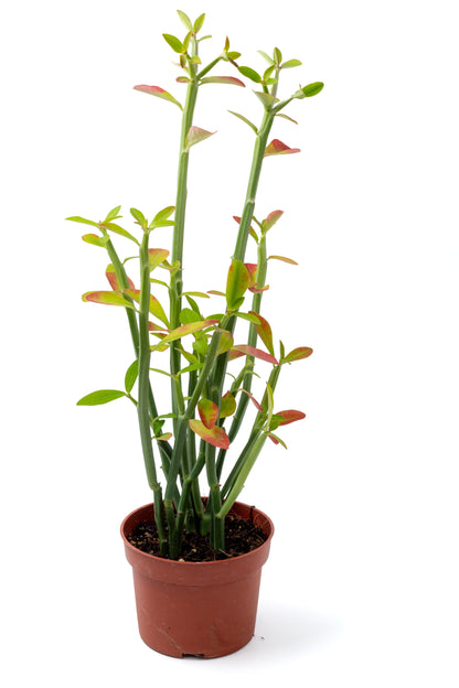 Euphorbia pteroneura