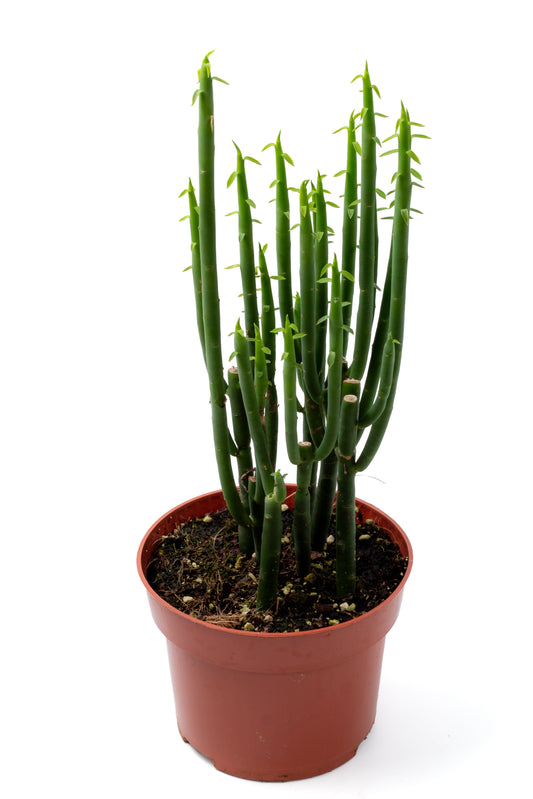 Euphorbia tirucalli
