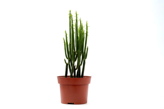 Euphorbia tirucalli