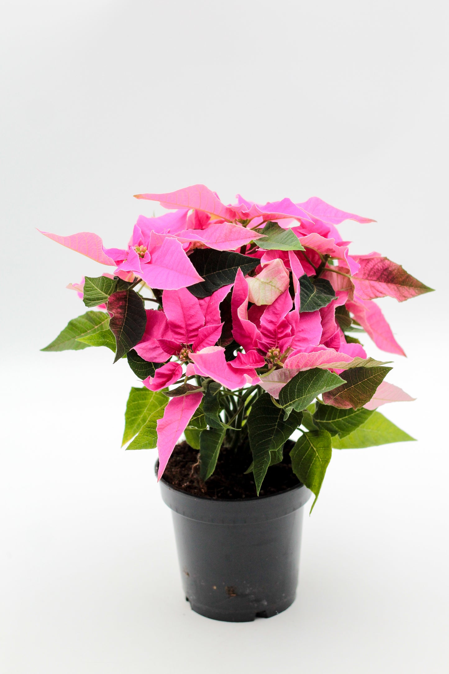 Euphorbia pulcherrima Kerstster