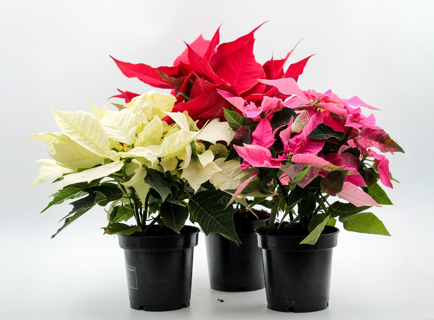 Euphorbia pulcherrima Kerstster