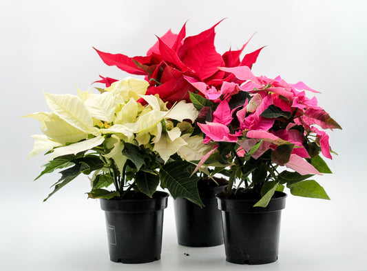 Euphorbia pulcherrima Kerstster