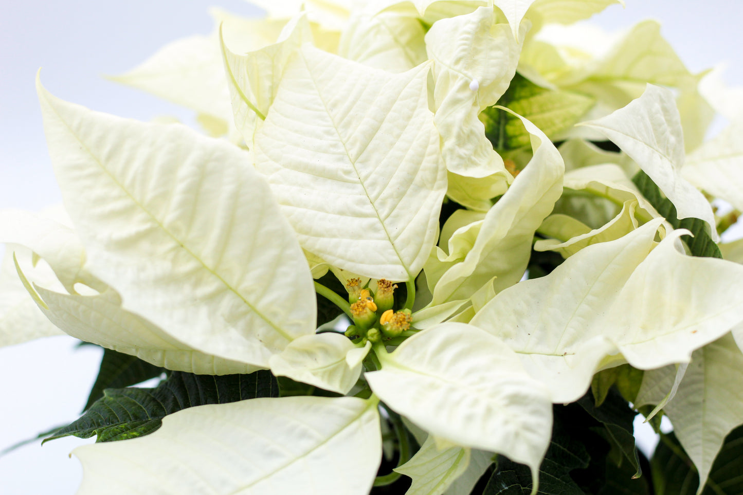 Euphorbia pulcherrima Kerstster