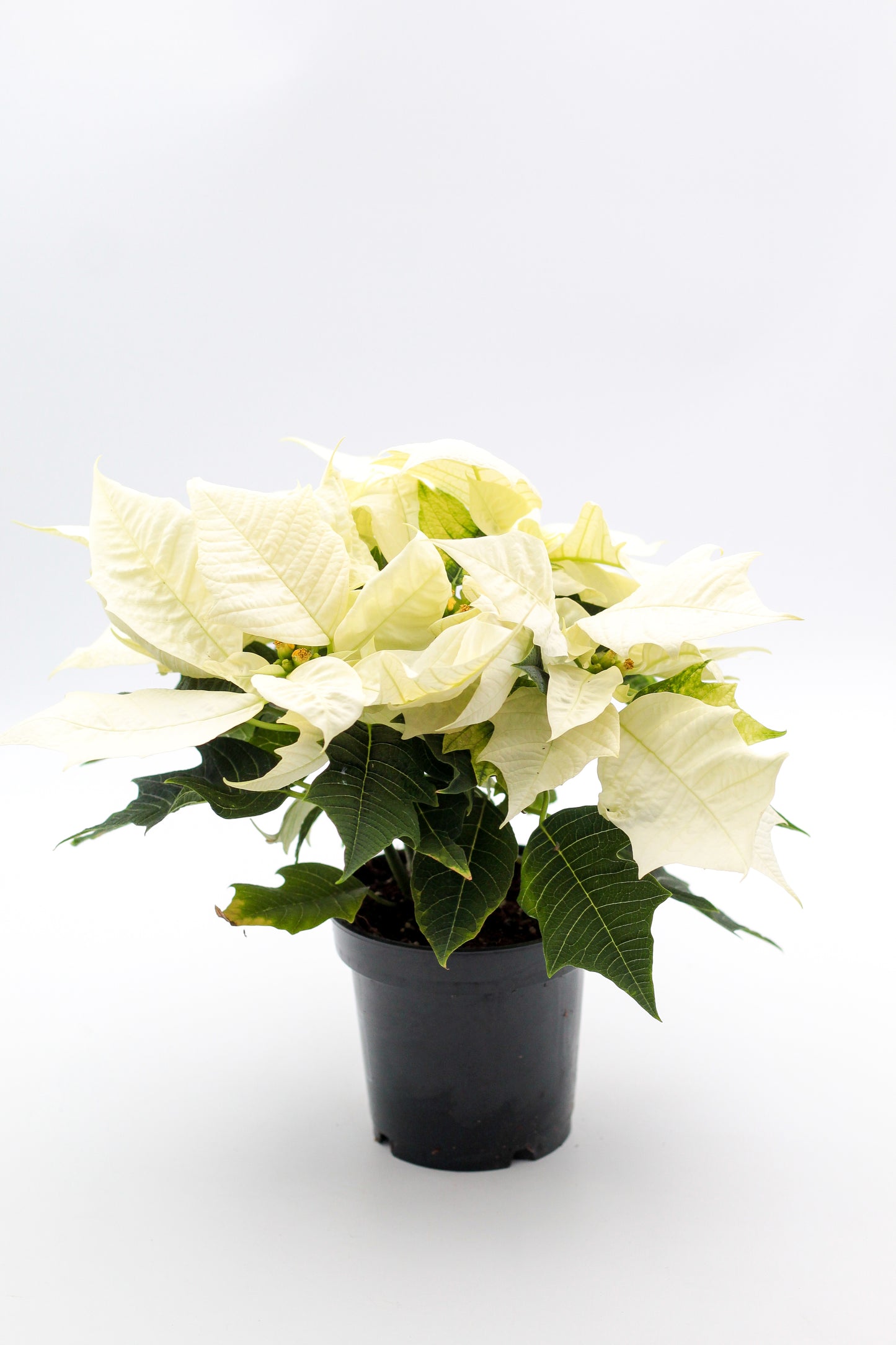 Euphorbia pulcherrima Kerstster