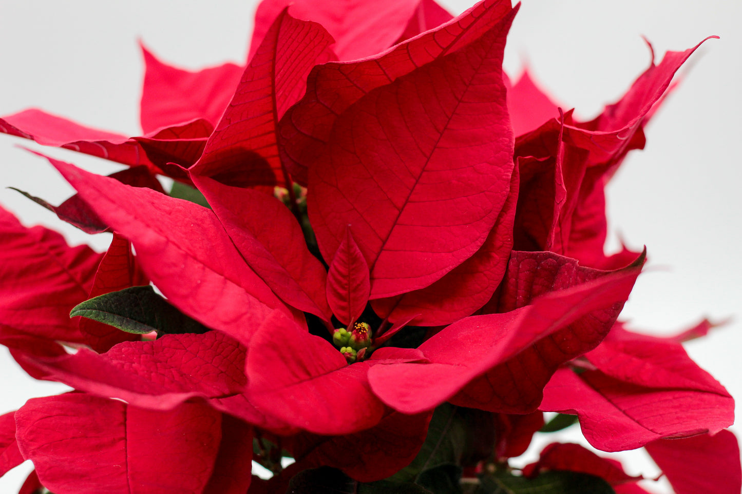 Euphorbia pulcherrima Kerstster