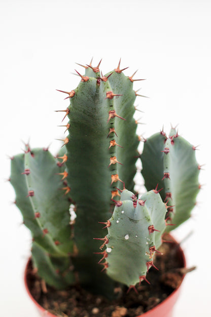 Euphorbia resinifera