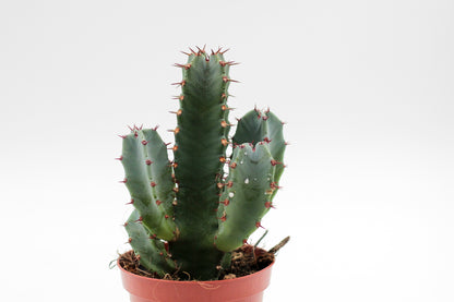 Euphorbia resinifera