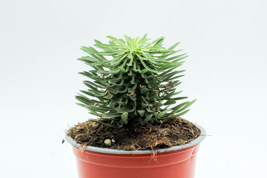 Euphorbia sotetsu kirin