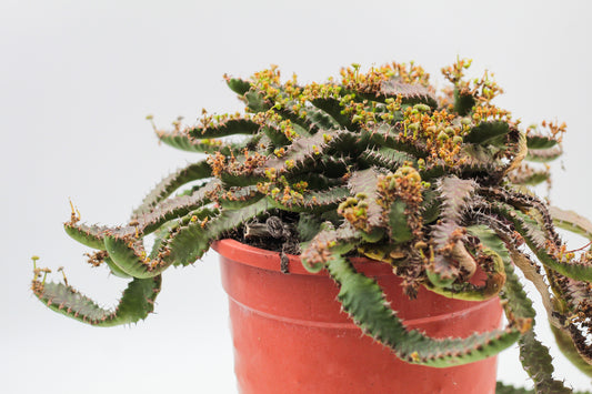 Euphorbia Stellata caudex groot