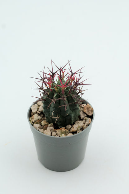 Euphorbia stellispina