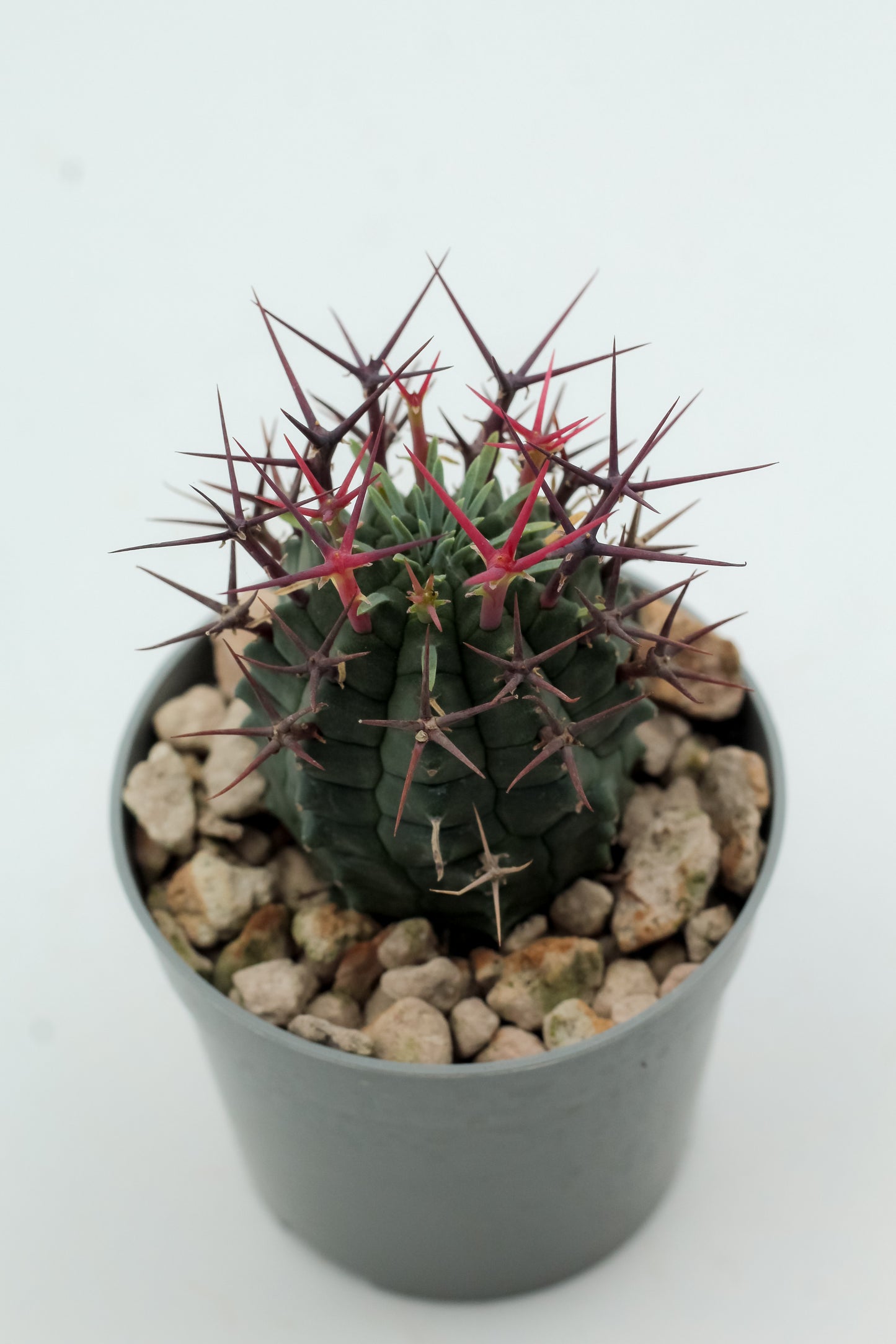 Euphorbia stellispina