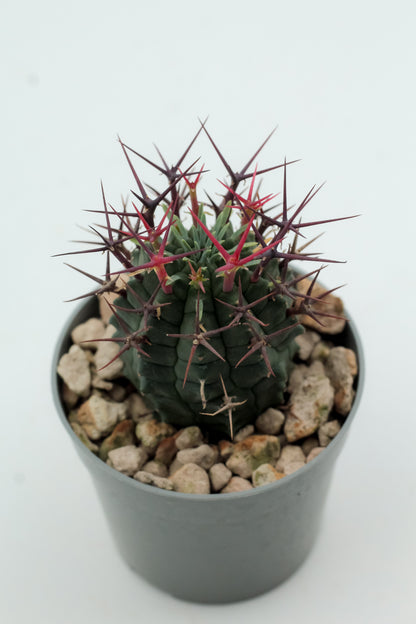 Euphorbia stellispina