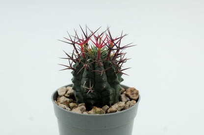 Euphorbia stellispina