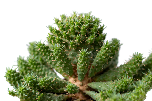 Euphorbia submamillaris f. pfersdorfii