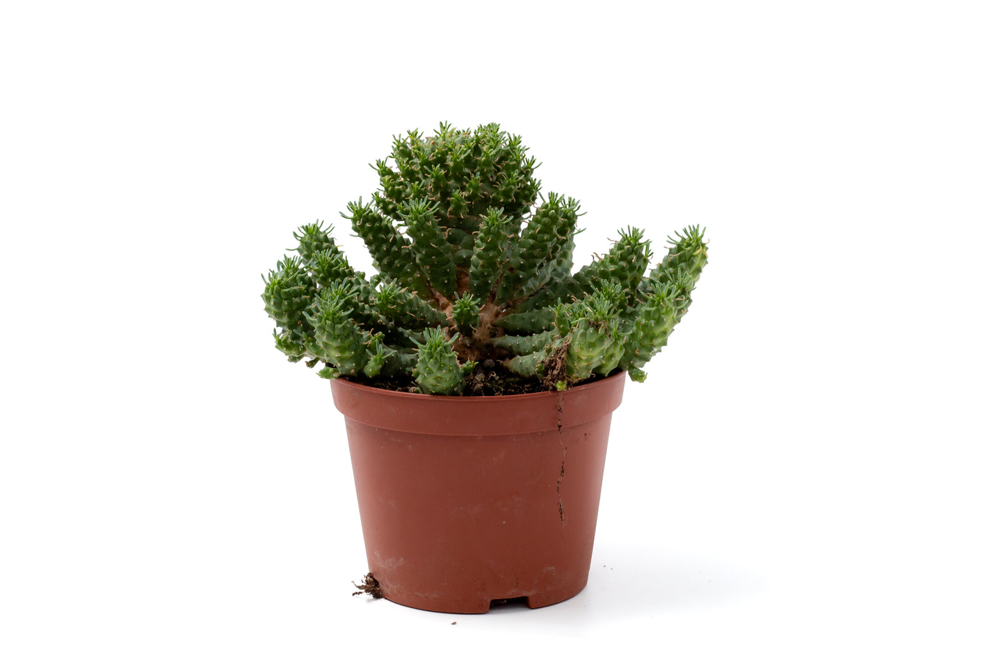 Euphorbia submamillaris f. pfersdorfii