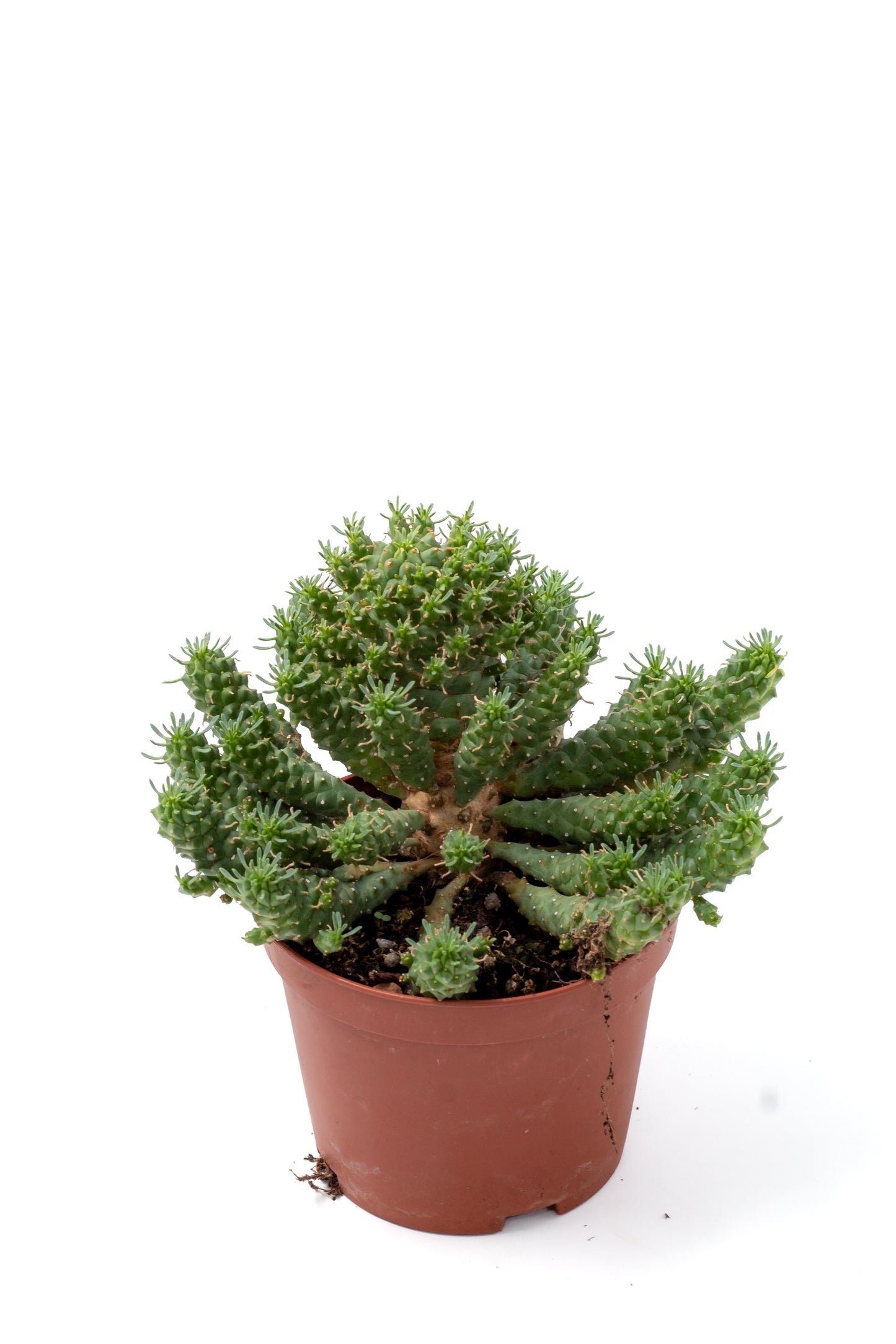 Euphorbia submamillaris f. pfersdorfii
