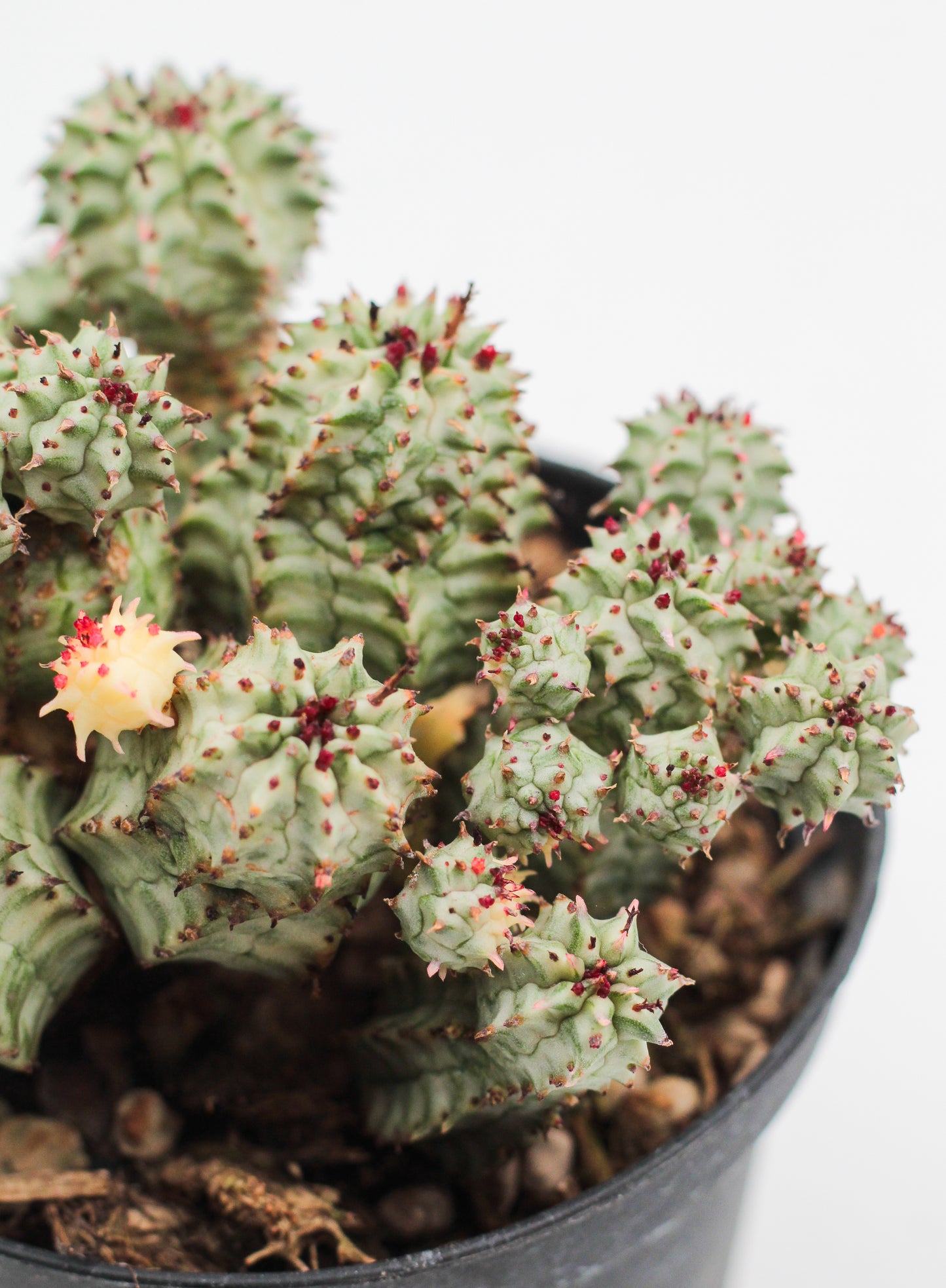 Euphorbia submammillaris variegata