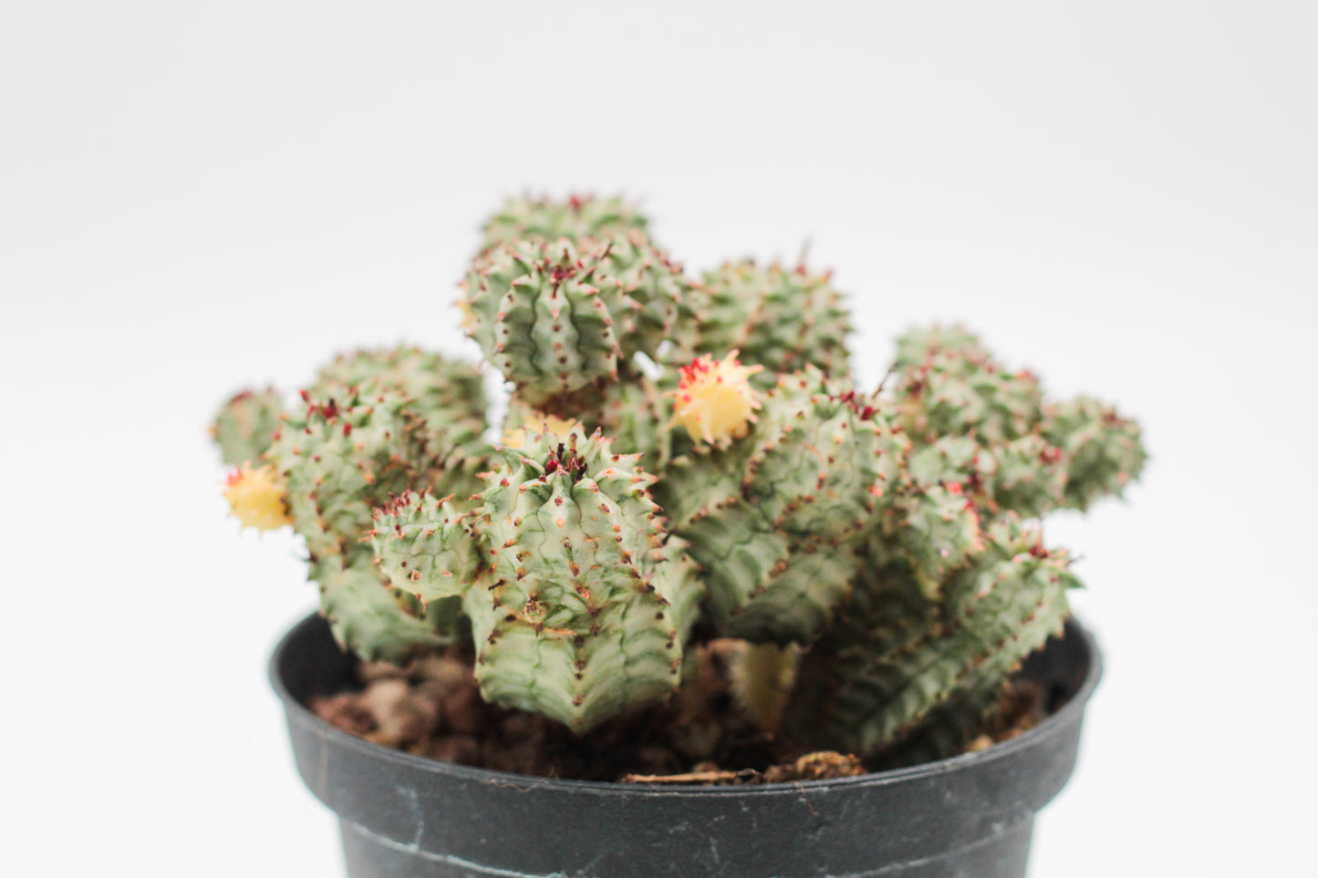 Euphorbia submammillaris variegata