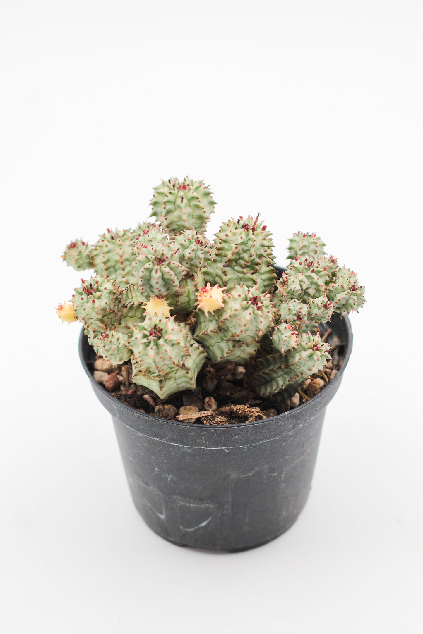 Euphorbia submammillaris variegata