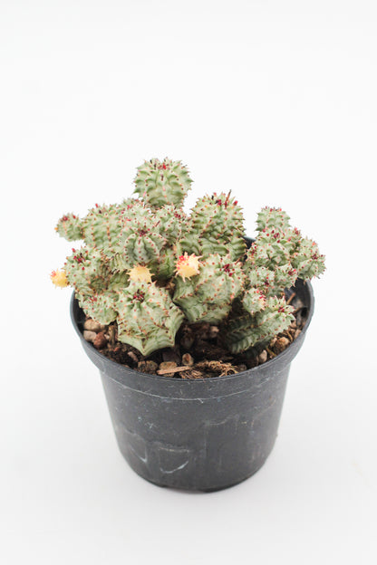 Euphorbia submammillaris variegata