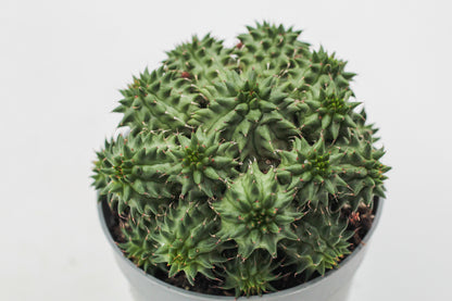 Euphorbia susannae