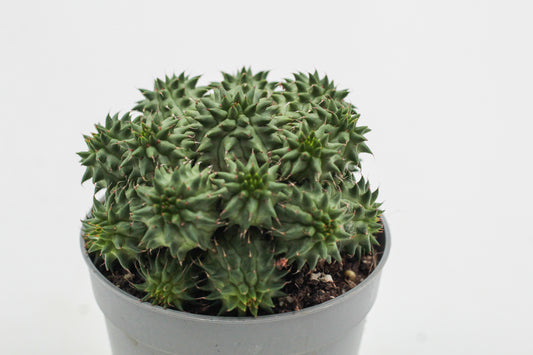 Euphorbia susannae