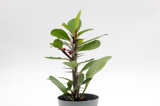 Euphorbia tardieuana