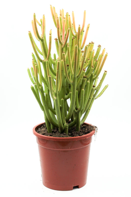 Euphorbia tirucalli Firesticks groot