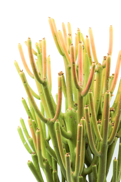 Euphorbia tirucalli Firesticks groot