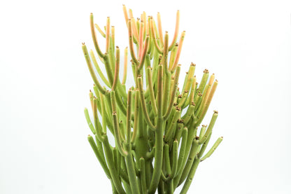 Euphorbia tirucalli Firesticks groot