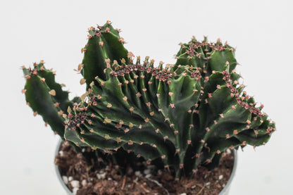 Euphorbia triangularis cristaat
