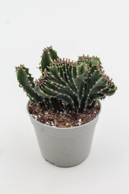 Euphorbia triangularis cristaat