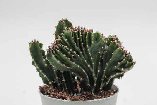 Euphorbia triangularis cristaat