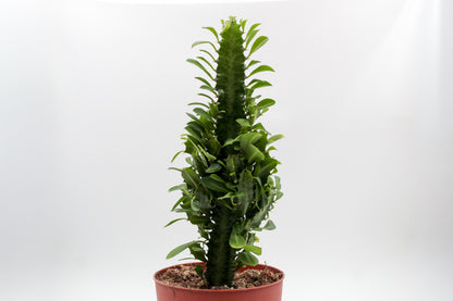 Euphorbia Trigona large