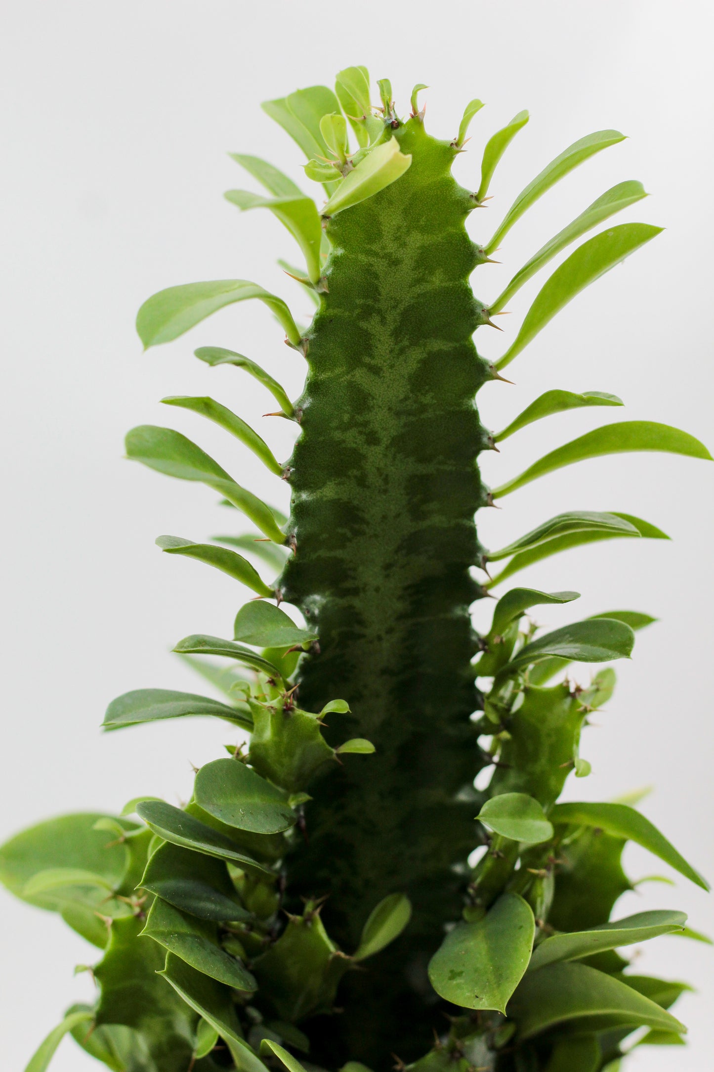Euphorbia Trigona large