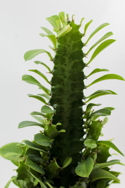 Euphorbia Trigona large
