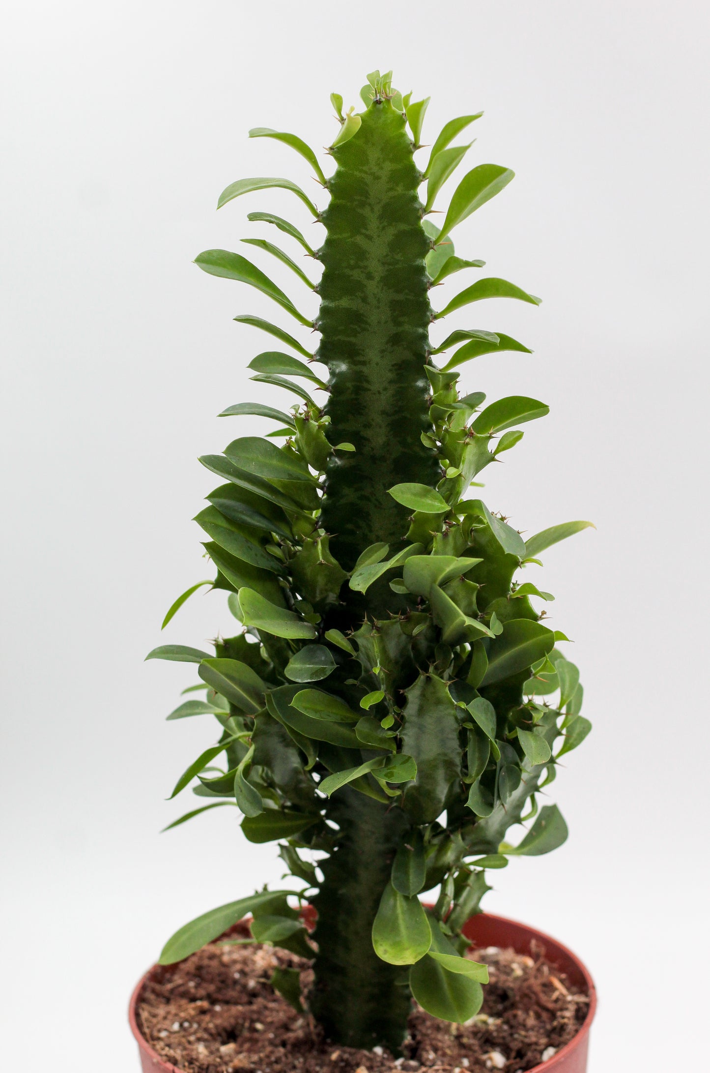 Euphorbia Trigona large