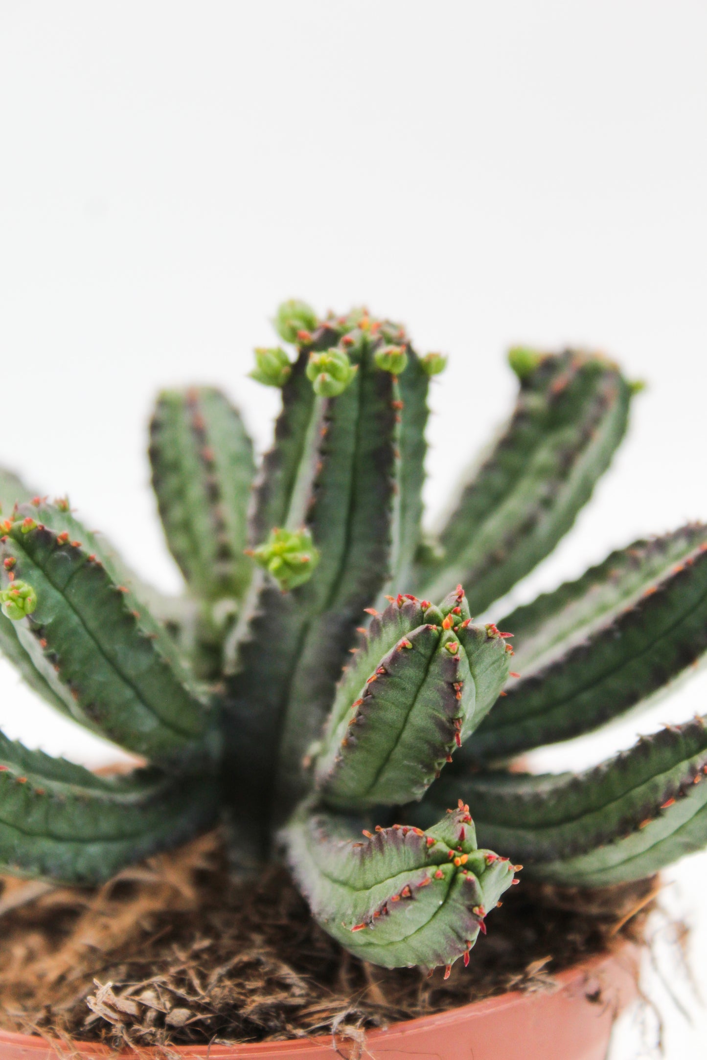 Euphorbia tubiglance