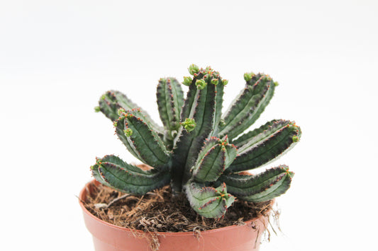 Euphorbia tubiglance