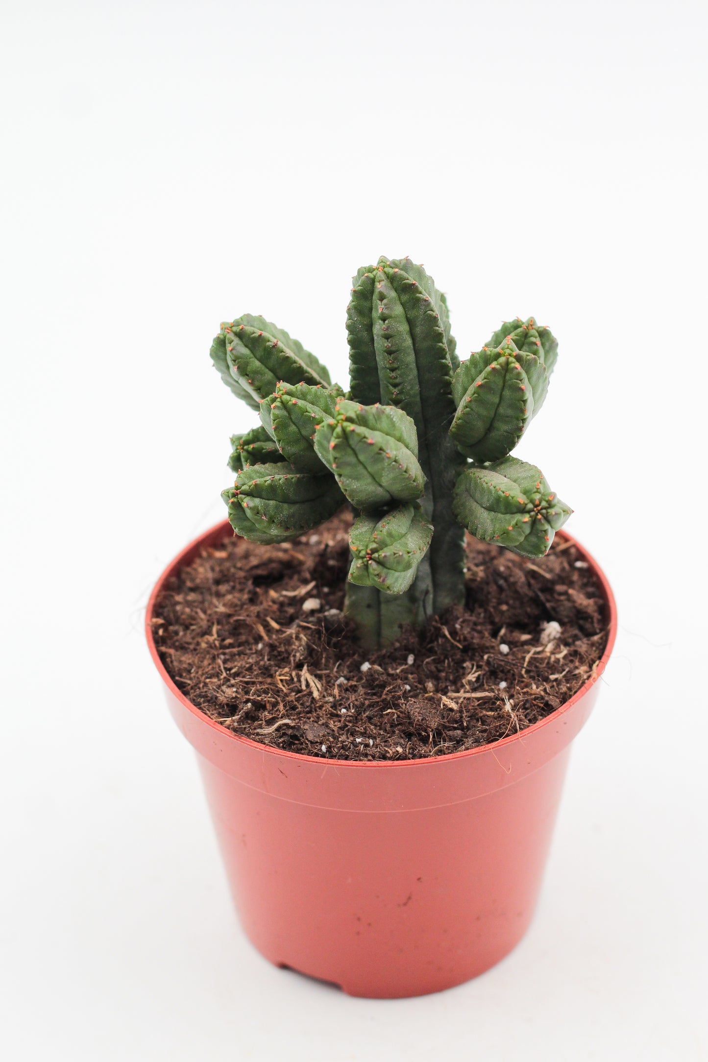 Euphorbia tubiglance