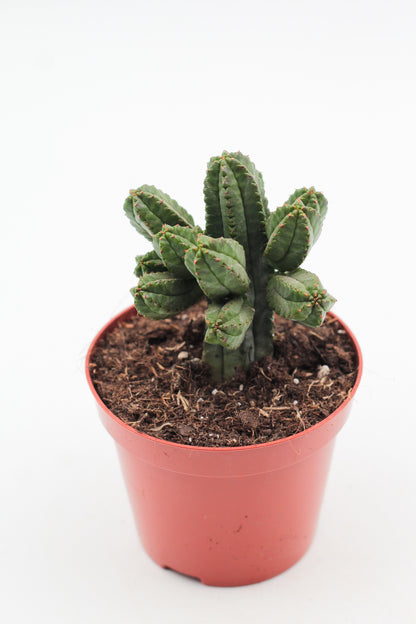 Euphorbia tubiglance
