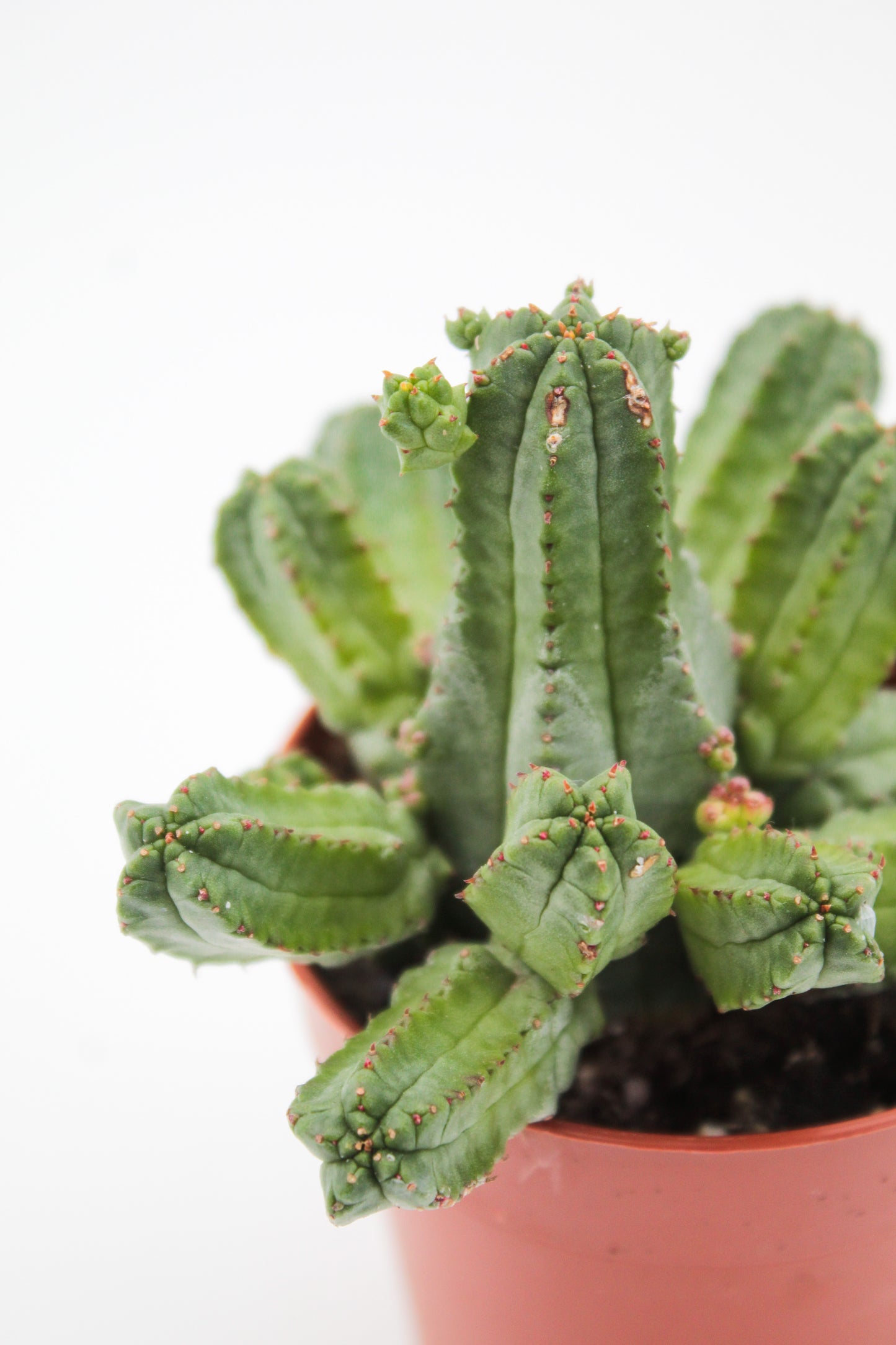 Euphorbia tubiglance