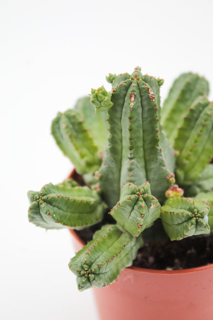 Euphorbia tubiglance