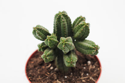 Euphorbia tubiglance