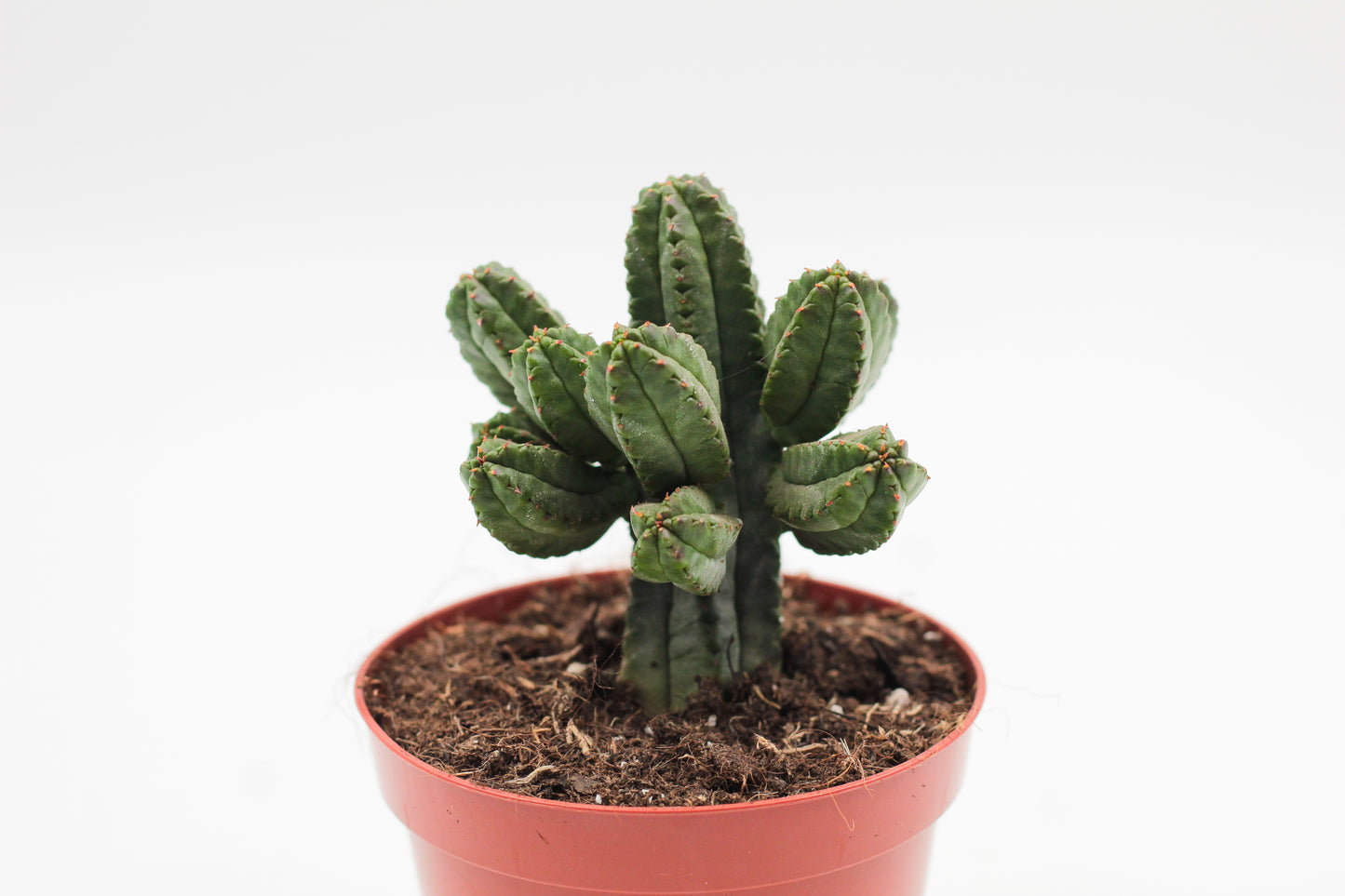 Euphorbia tubiglance