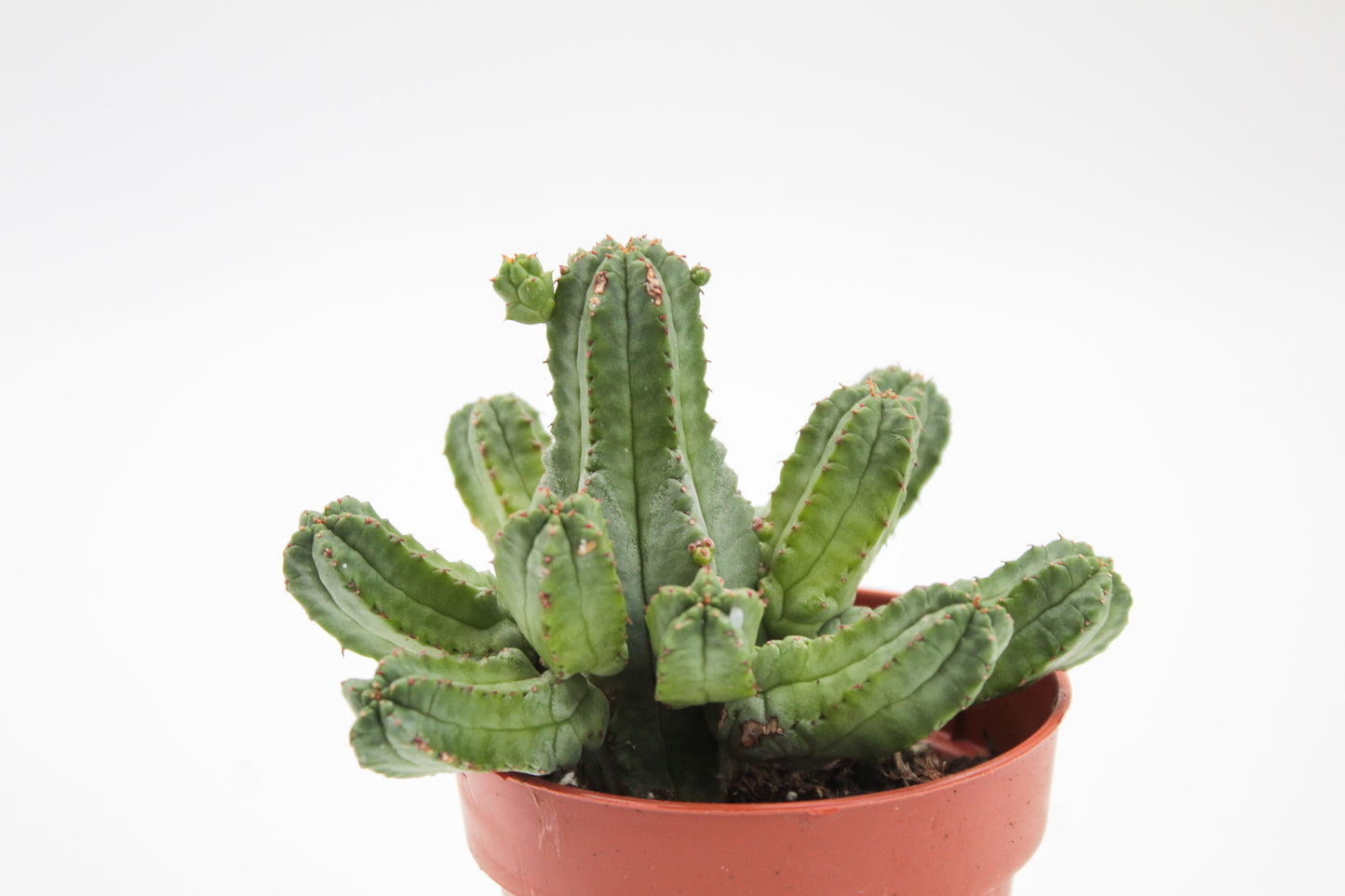 Euphorbia tubiglance