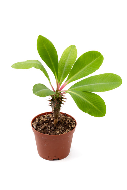 Euphorbia viguieri
