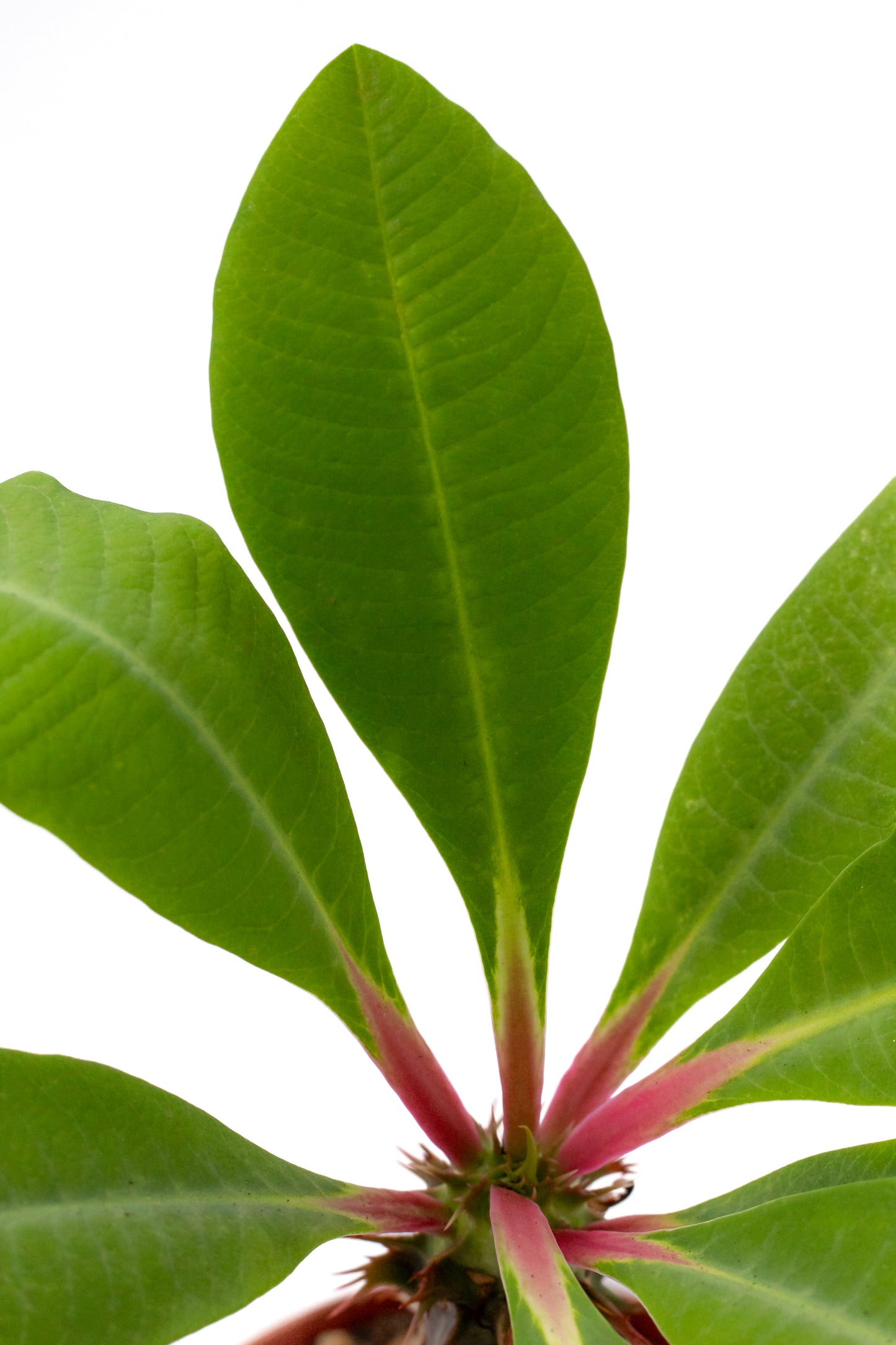 Euphorbia viguieri
